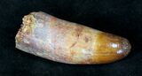Rooted Cretaceous Crocodile Tooth - Morocco #20351-2